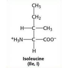 Fermented Instantt Bcaa Leucine / Isoleucine